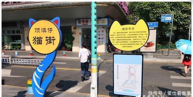 「鸽子」顶澳仔猫街撸猫、白鹭洲喂鸽子,厦门文艺之旅,去过才算没白来!