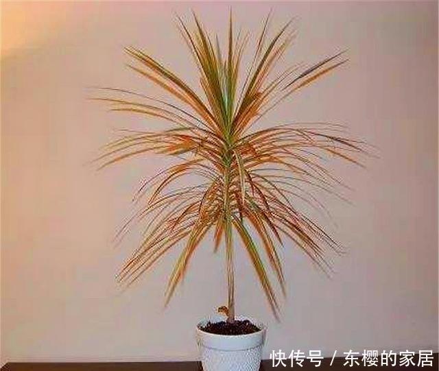 木对于|花卉中的大明星千年木,叶片七彩绚烂颜值高,只要4招,枝壮叶美