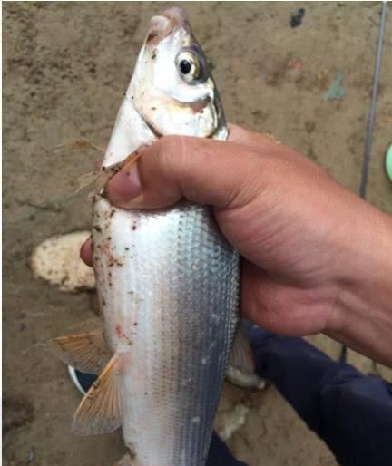  『鱼都钓不到』钓不到鱼就怪资源不好？之所以十钓九空，其实是这些原因造成的