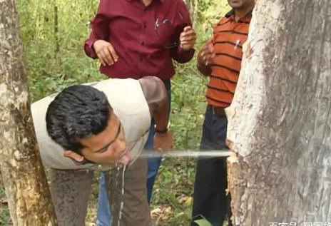 被非洲当成宝的树，一次能储存2吨水，引进国内后作用令人心酸