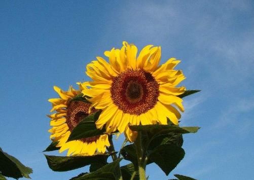  『养花』“养花杀手”常犯的4个毛病，养啥花都枯盆，看看你占了几个？