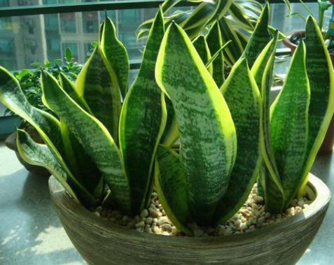  「适合」5款适合懒人的盆栽，一月浇一次水照样活，轻松爆盆很美观