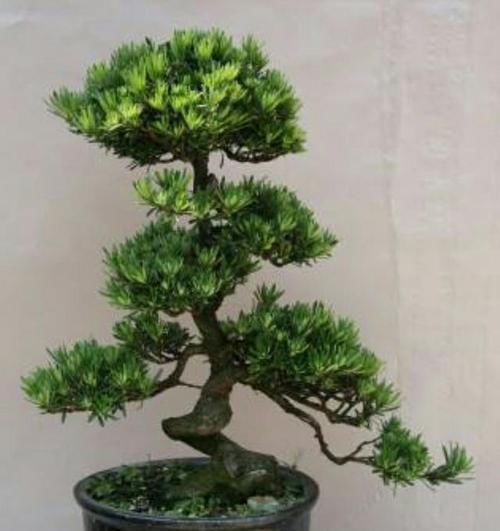 树形■养罗汉松盆景,怎样养出优美树形,增加观赏性