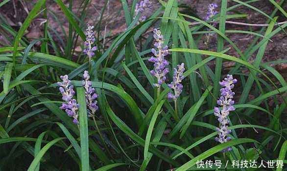 『龙吐珠』三种十分罕见的花,山麦冬、赛菊芋、龙吐珠,你见过几个?