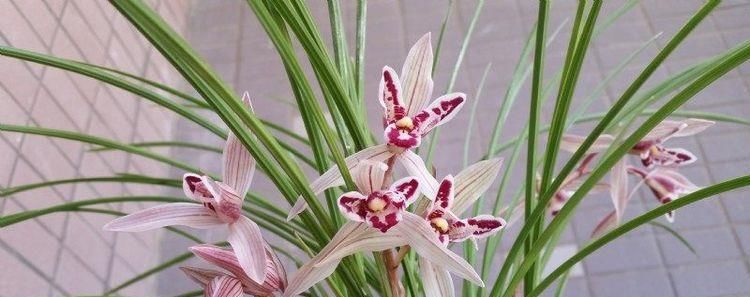 「红红火火」秋天养花选这种,花色喜庆,红红火火,花开满室香,是盆栽佳品
