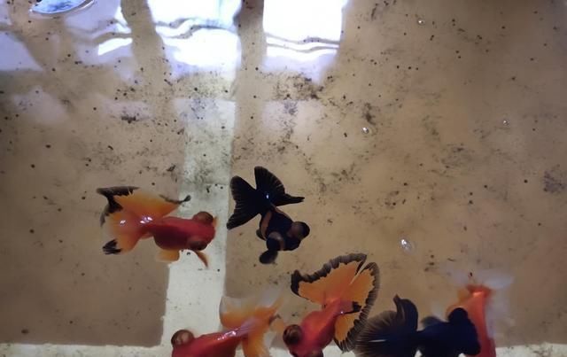  慈鲷科观|鱼缸里发现鱼卵，未必是件高兴的事，不是每次都可迎接小鱼到来