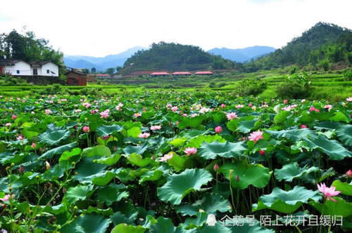  『鱼戏莲叶』想要去除塘里荷叶又不伤水草！这三个办法最适合！