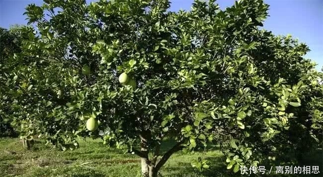  通知@惨！果园生草出大事了，300亩果园损失惨重！请立即通知给