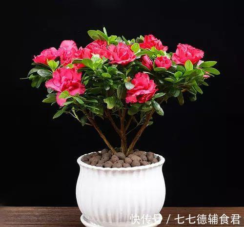  [冬季室内]离过年只剩十几天，这15种花年味十足，再不准备就迟了