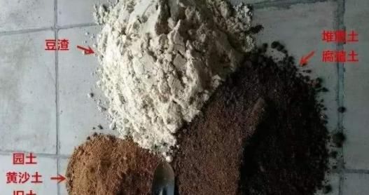  #豆渣#厨房垃圾“豆渣”不要扔，发酵拿来养花，肥效好不伤根，花草都爱
