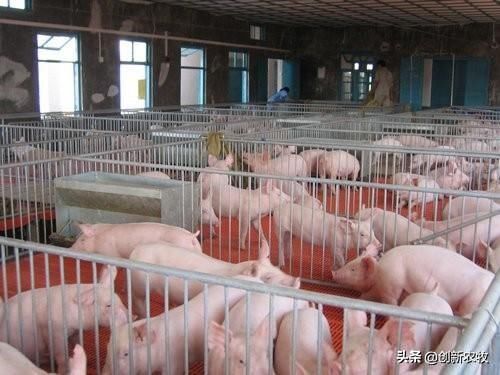 中国猪价刷新历史新高，非洲猪瘟后继续复养，该如何选择？