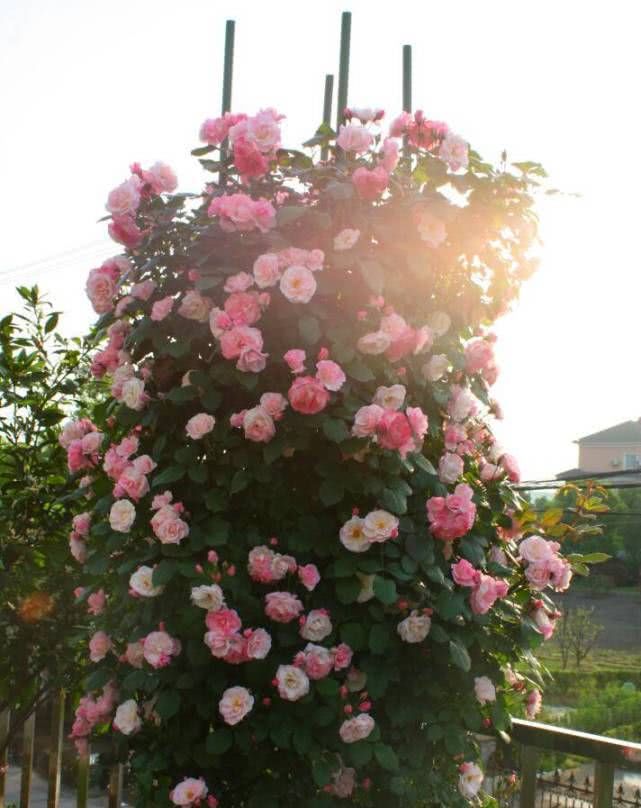  阳台盆栽@长势最快的藤本植物，一年成花墙，花色绚丽还能四季开花