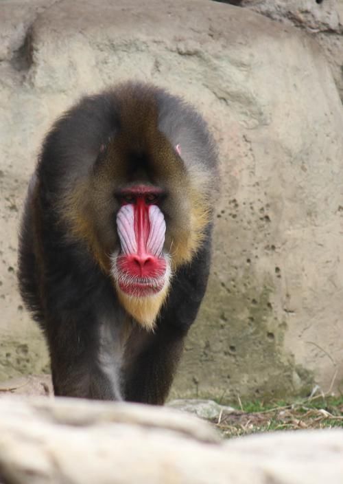  「强大」相貌诡异、犬齿奇长，灵长动物中战斗力强大的山魈却几乎只吃素食