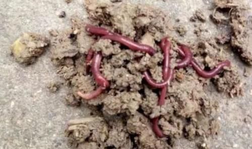  「悄悄」悄悄跟你说，蚯蚓钓鱼大有讲究，唯独这四个用法最关键，别外传
