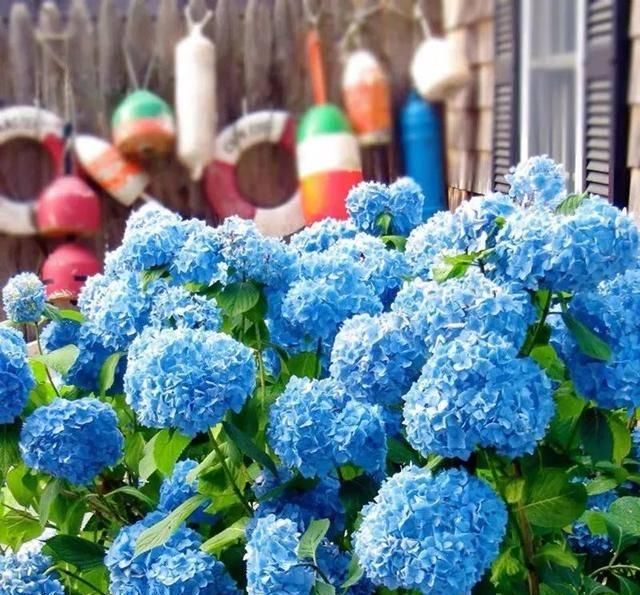 『推荐靠谱的店铺』家养五种花,花开一丛丛,开门就是小花园,繁花似锦,美如仙境