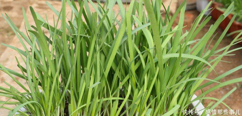 『蔬菜』这四种盆栽蔬菜太好种了, 不用怎么管都能爆盆, 想吃直接摘