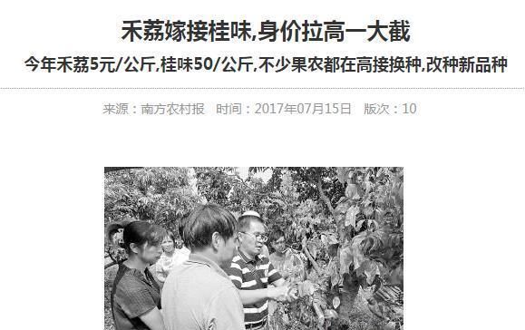  荔枝嫁接：嫁接桂味荔枝用什么做砧木？