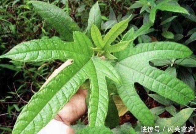 「植物」1种珍贵的“野草”,叶片像“手掌”,人称“五指毛桃”,奇特!