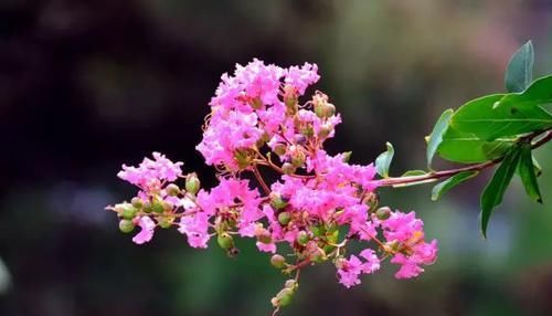 『常见』30种 · 野外常见植物,你叫啥?