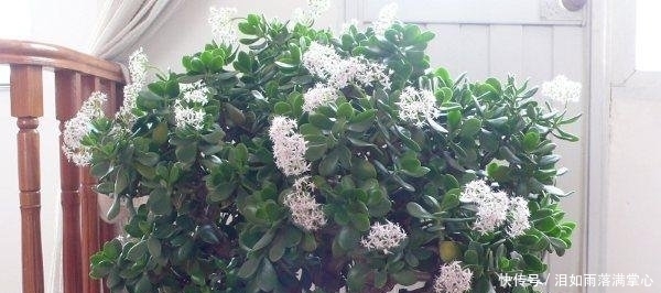 年满@他家的玉树年年满树“开花”,其实秘诀只有3个,学会了你也可以!