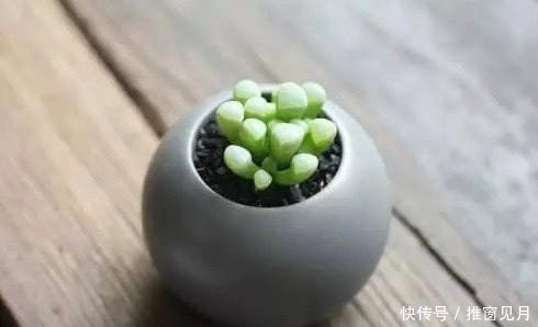  「夏种」浅谈夏种型多肉植物有哪些和它们的一些特点
