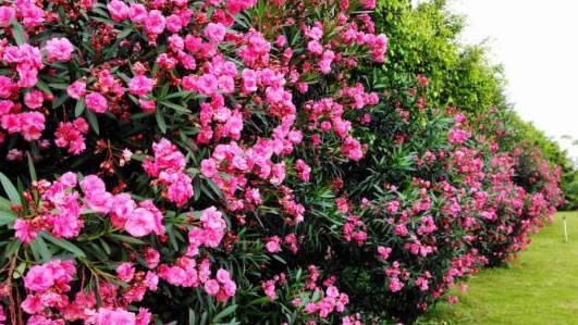  『植物』作为最毒植物之一，为什么大城市的马路边到处都是？