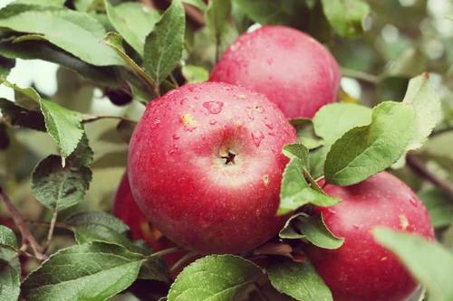 晚上吃苹果对减肥有帮助吗 五个细节需要知道
