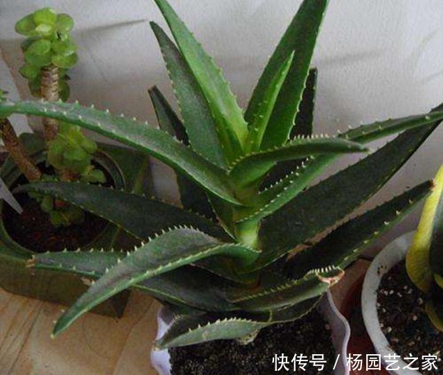  盆栽|家中养芦荟，平时做好5个要求，长得健壮，株形美观