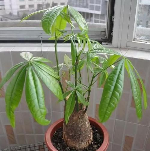  【空气中】新房子甲醛多该怎么办？居家摆放3种植物盆栽，既美观又实用