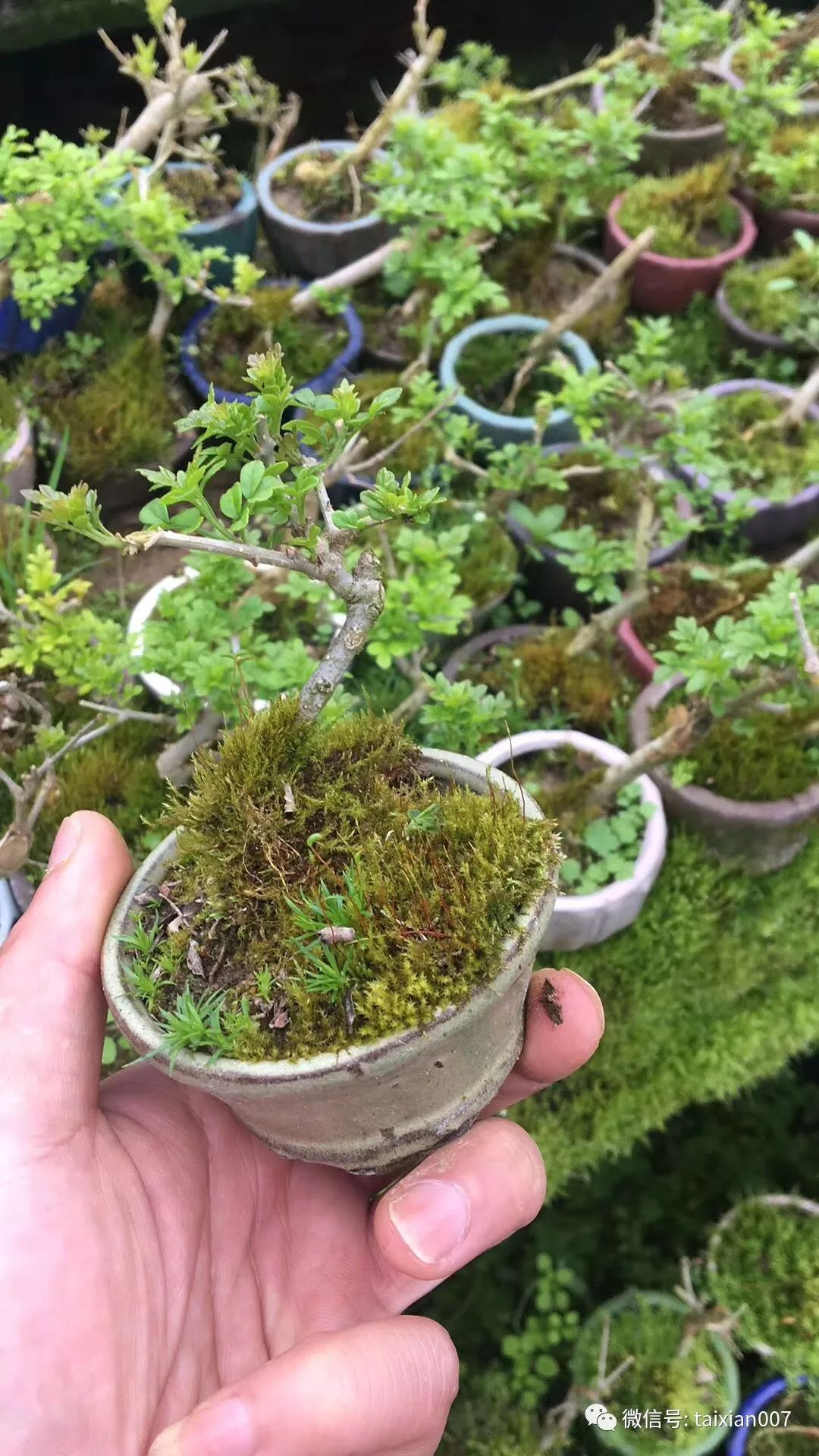 微盆景:把玩古朴的雅趣