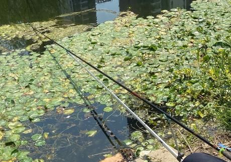  「夏季」夏季垂钓草鱼，一定要知道这些技巧，才能渔获满满