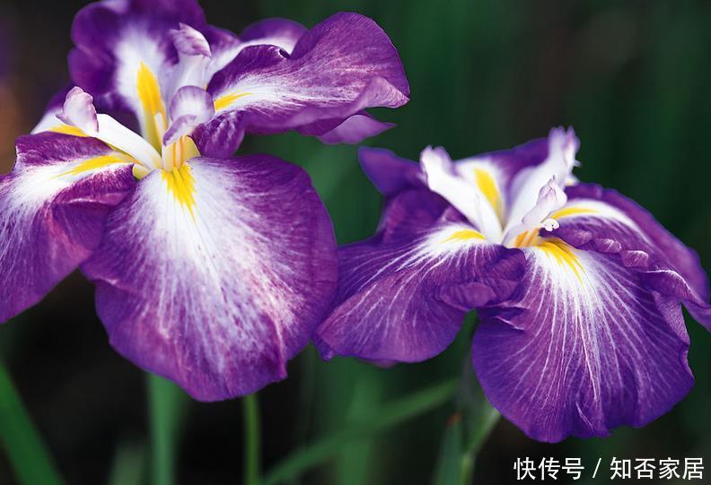 『三角梅』在家中养护自己喜欢的花卉,以下3种花卉是理想的室内花卉,美丽