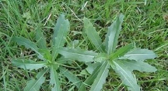  门口■农村有一野草，长在门口影响美观，殊不知1斤几十元，价值