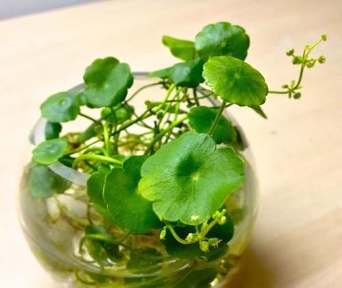『养护』只要有水分和光照就能保持良好生长的铜钱草,定期浇水就能活