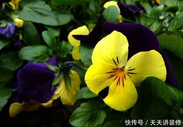 「艳丽」适合新手养护的3种花,好养易活开花艳丽,爆盆很简单,漂亮极了