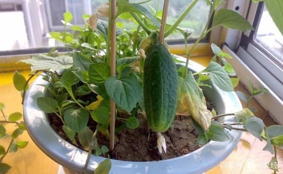  西红柿：这几种蔬菜，种在花盆里，一年四季吃不完的菜，真好