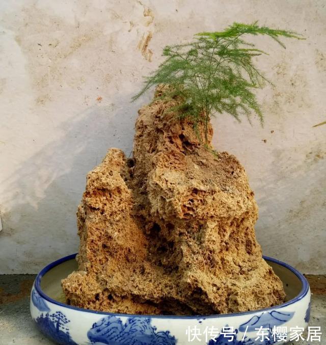 #试试#养不好的花,试试无土水培,几天长出大白根,还能开花呢!