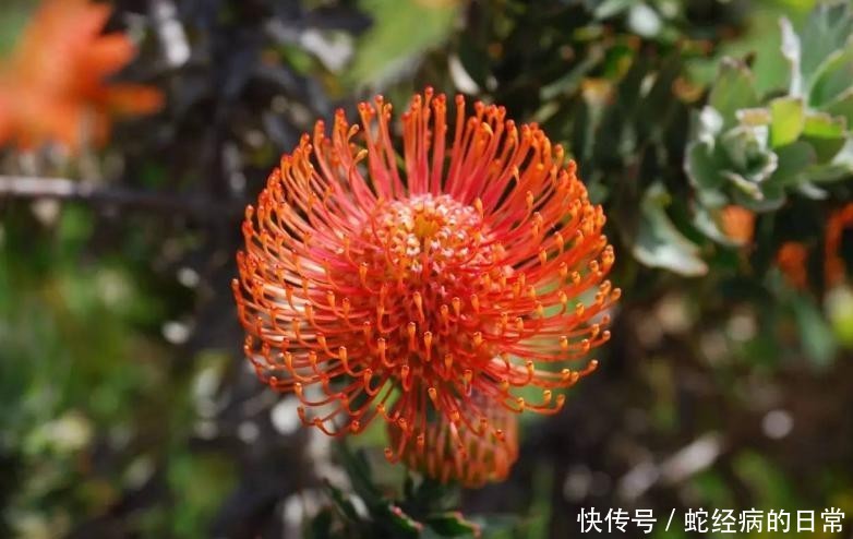  「风轮」针垫花共同繁荣，风轮花无限祝福