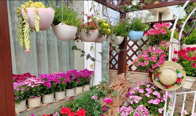  闲时■这些便宜花，最适合阳台养，一年开花200天，闲时天天观花园