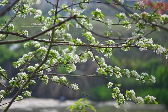  「春天」随笔：那些树果实还没掉都发芽了