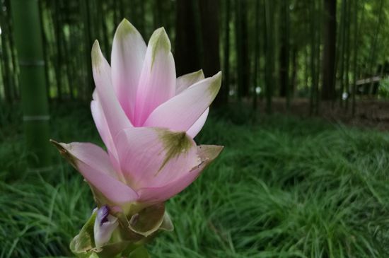 “热带郁金香”，在西湖边开啦