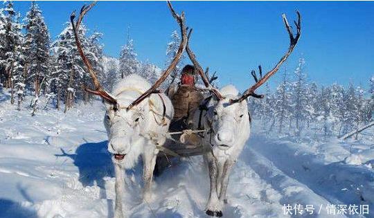 “战斗民族”有多野性？零下71度熊都扛不住，俄罗斯人度过了！