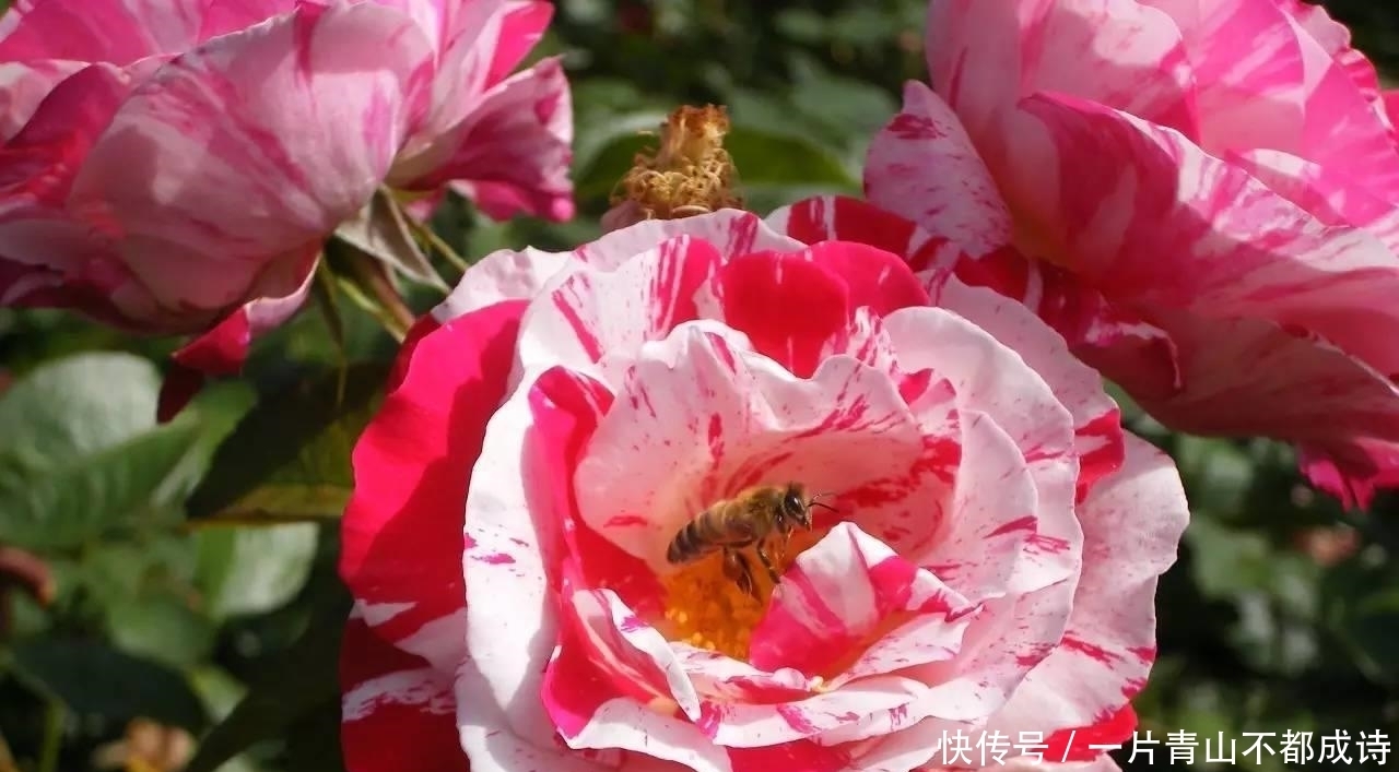  病虫|没想到月季是药罐子，几天没药就长满虫子