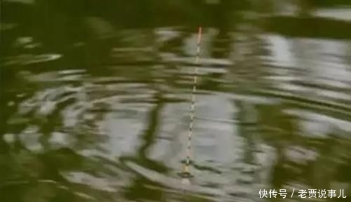  「野外水域」为何野钓没大鱼，不是大鱼没进窝，是开始调漂就出了问题