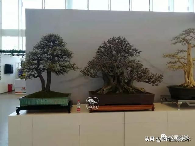  「作品」有年功的盆景，品相好，价值高！
