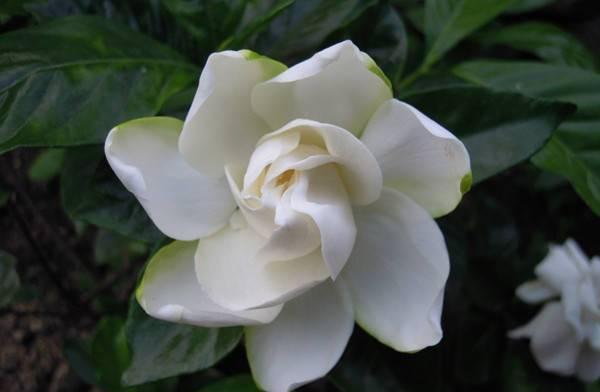 栀子花花苞:只要养护好,栀子花2月也开花,花后别忘一件事,越长越旺
