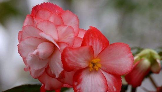  洋桔梗：喜欢家里养花，这几种花怎能少得了，花开绝美特漂亮，量大好养花期长