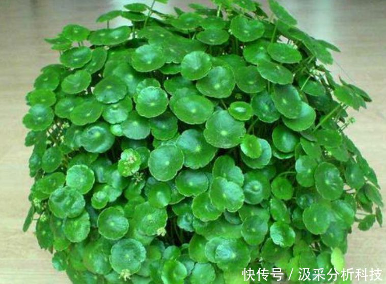  懒人@懒人新手就养“3种花”，不用费心，就能长的特别好，四季常绿！