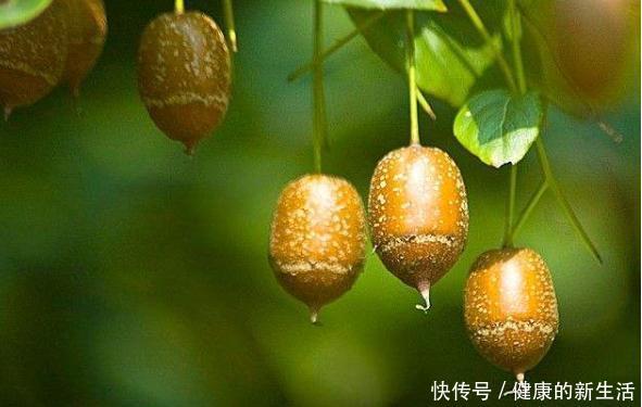 『国家』这种树是江苏特有,果实像秤砣,是国家保护植物,很多人都没见过