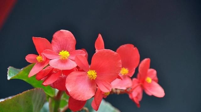  『盆栽』超级香的花,花量多,四季常开,可做花墙,种植简单,盆栽也可以